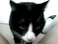 Animal sex fun with a cute cat
