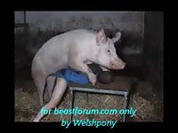 Horny gay having sex with a pig porn
