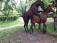 Beastiality taboo horse banging a mare
