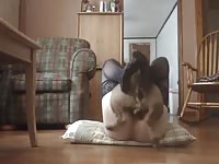 Babe in stockings and a dog amateur animal sex