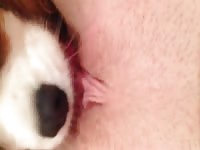 Cute dog loves to lick a pink pussy beastiality porn