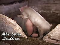 Zookeeper's ass got banged by a pig beastiality xxx