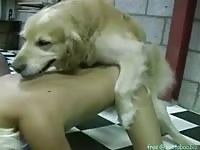 Dog porn tube with short-haired chick
