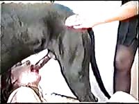 K9 dog sex on the couch