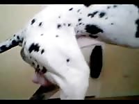 Beast tubes of Dalmatian dog pounding