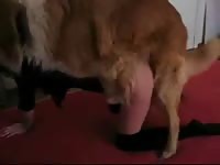 Brown dog on webcam animal porn
