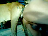 Dog anal sex with gay