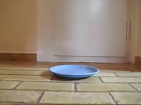 Barely legal gal shits little on a plate