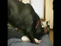Petite babe rides a dog xxx cock