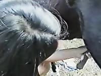 Huge horse dick got sucked by zoo lover