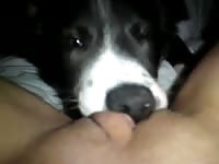 Dog oral sex a young babe's pussy