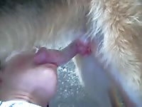 Sexy babe giving blowjob to a dog