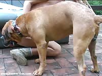 Dog wrecking the pussy of blonde