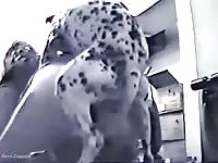 Dalmatian dog on webcam dog sex