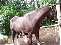 Horse creampie the pussy of hot babe