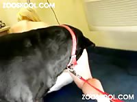 Zooskool Sarah - Blonde babe surrenders pussy to dog xxx
