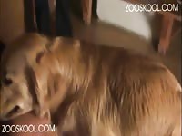 ZOOSKOOL Stray X - The Record Part5  - Dog on beastiality porn film with a slut