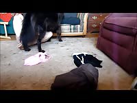 Sexy chick removes her underwear before dog sex