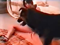Black dog smashing a teen beastiality lover