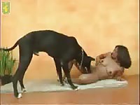 Brunette takes on dog animal sex toy