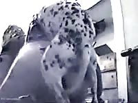 Dalmatian dog sex with a fat blonde