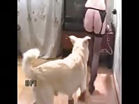Sexy beastie gal got banged by dog