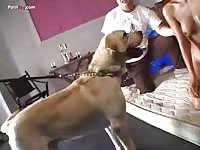 Asian beastiality sex with a dog