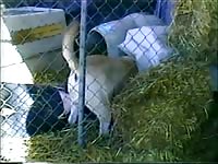 Wild dog banging a zoopussy