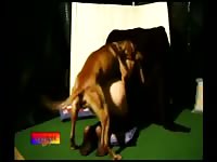 Dog porn tube with a brunette