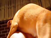 Big brown dog on free beastiality videos