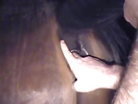 Mexzoo guy makes horse lick his dick