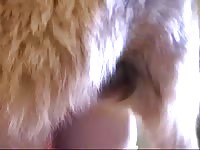 Fat slut tries to deepthroat dog