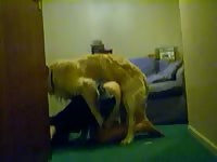 Sexy teen beastiality sex with a dog