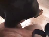 Beastiality taboo of fisting a dog