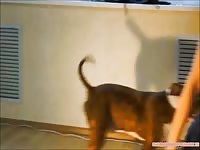 Curly babe got banged by small dog xxx