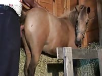 Horse porn on zoo sex tv