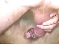 Big cock fucking animal sex toy