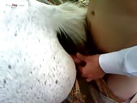 White horse have animal sex fun with man
