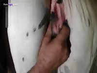 White horse's zoopussy got played