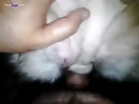 Passionate sex with a white furry dog beastiality