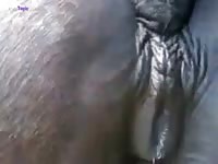 Amateur animal sex with a horse