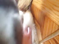 Screwing a dog's tight hole homemade beastiality