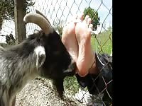 Videos de zoophilia guy's feet kink