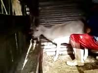Horny beastiality dude banging a goat in farm xxx