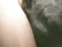 K9 dog anal sex with gay