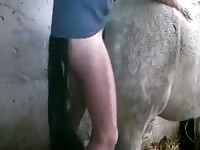Horse sex with horny man