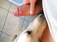 Dog oral sex the cock of gay