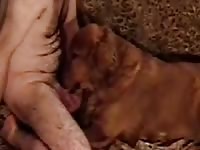 Brown dog deepthroat pet owner