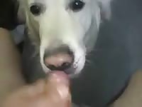 White dog giving blowjob to man
