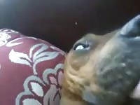 Dog's pussy got fingered for a dog creampie